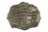 Wide, Enrolled Eldredgeops Trilobite Fossil - Ohio #188906-4